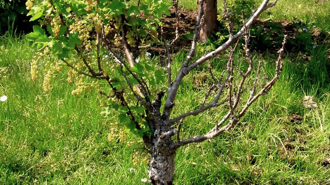 Kronensterben bei Johannisbeerstämmchen. Foto. Klaus Margraf