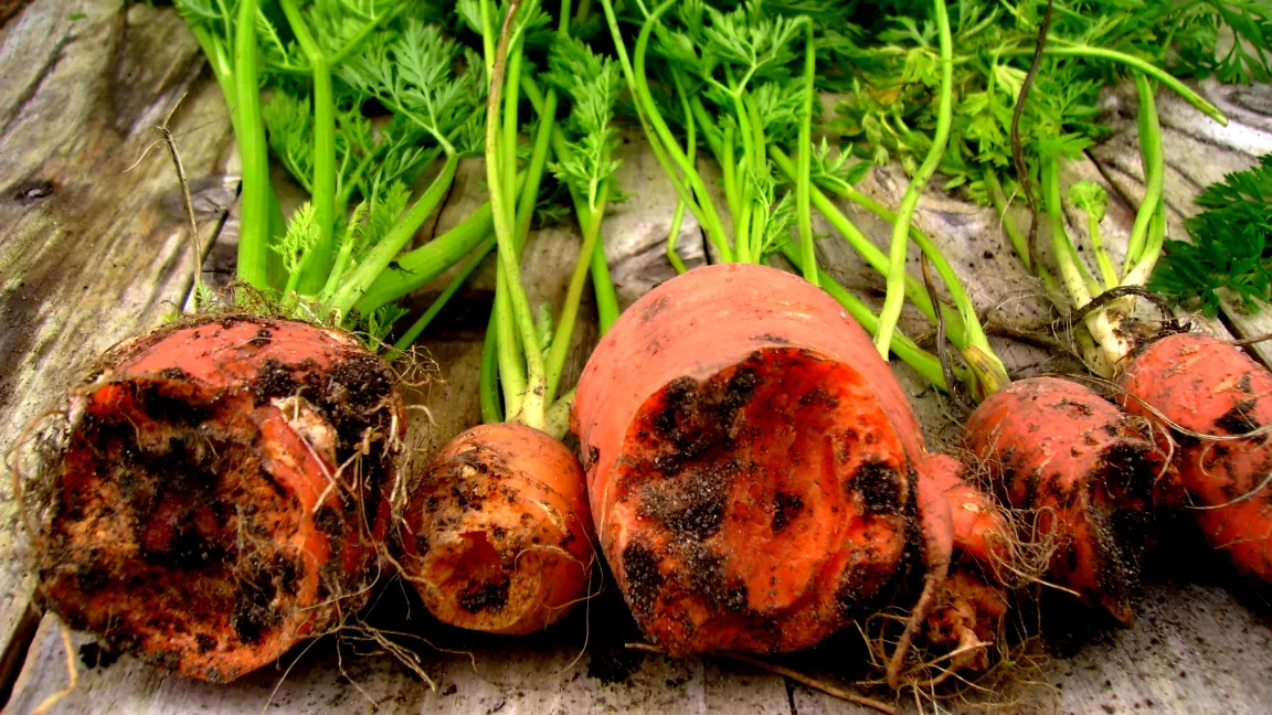 Durch Wühlmäuse abgefressene Möhren. Foto: Klaus Margraf