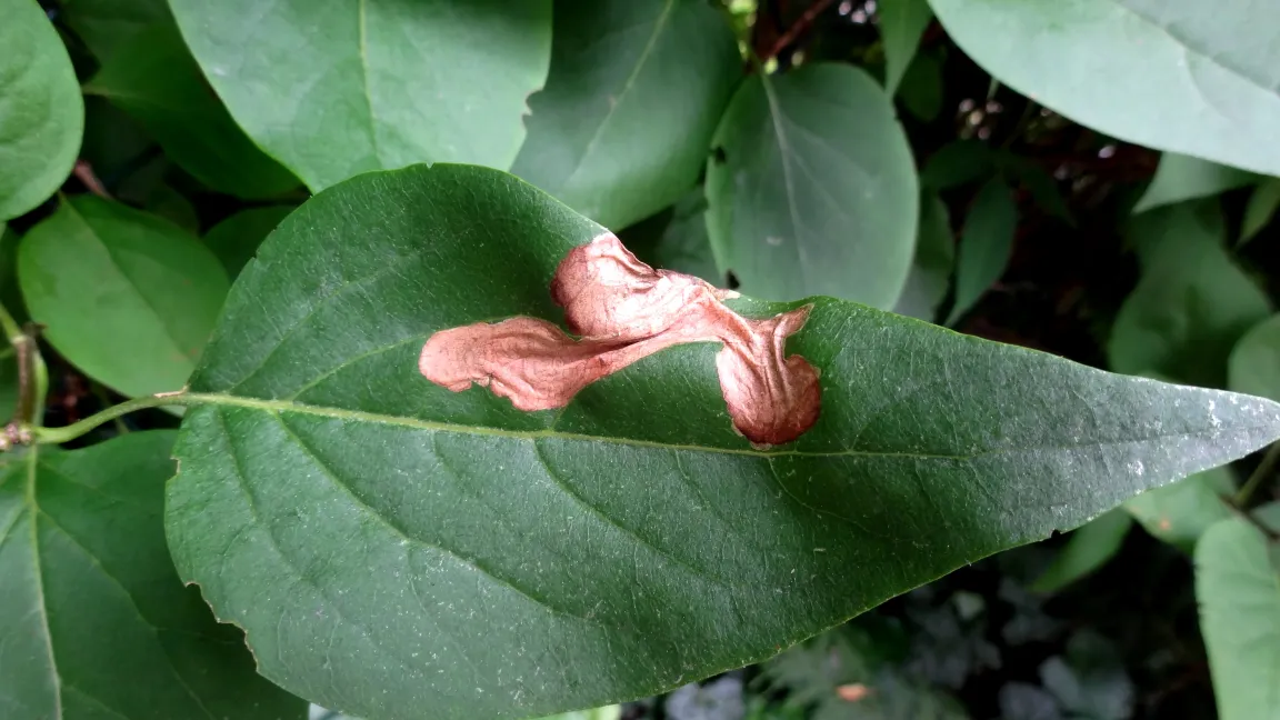 Platzmine der Fliedermotte. Foto: Klaus Margraf