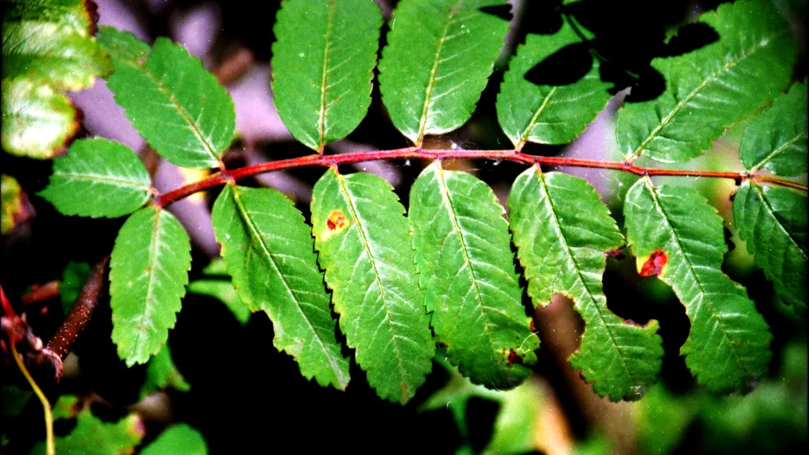 Rostflecken auf einem Ebereschenblatt. Foto: Klaus Margraf