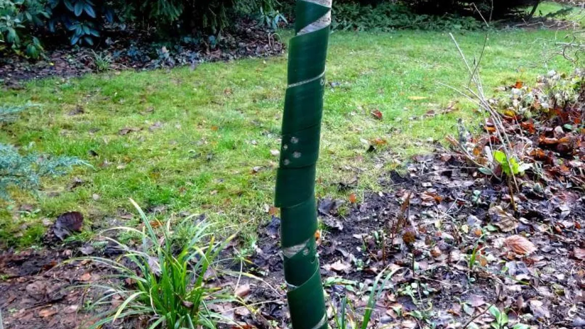 Stammschutz mit Plastikmanschette als Wildverbissschutz. Foto: Klaus Margraf