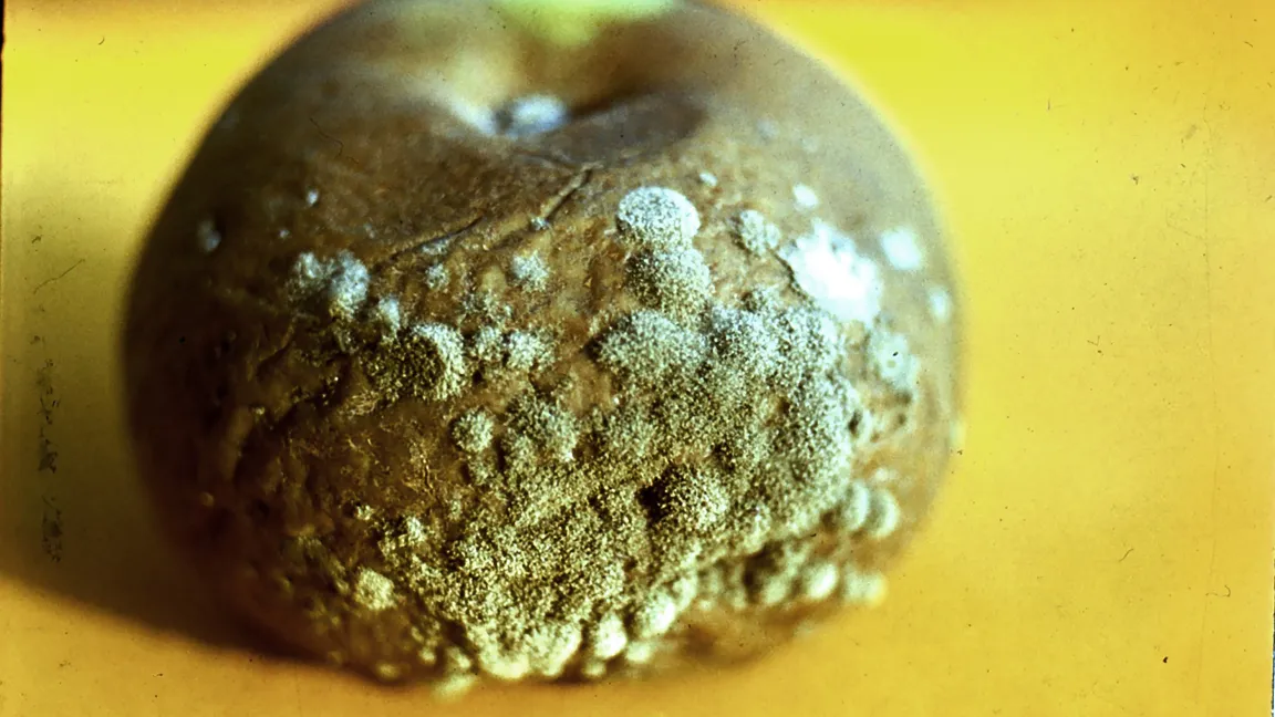 Botrytis am Apfel. Foto: Klaus Margraf