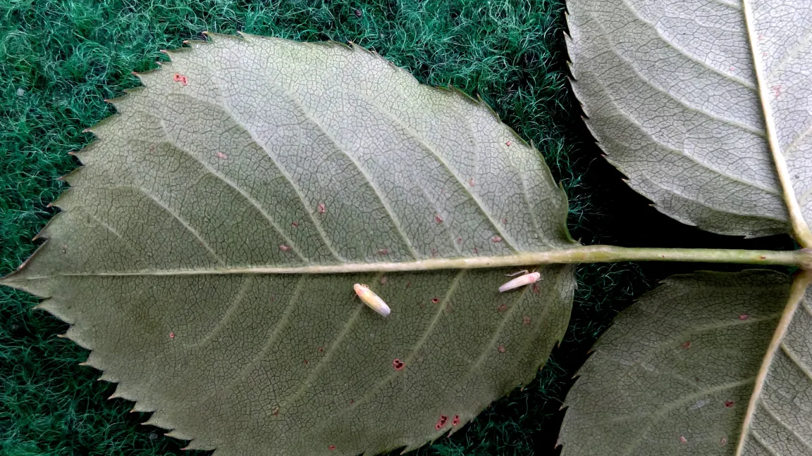 Rosenzikaden auf der Blattunterseite. Foto: Klaus Margraf