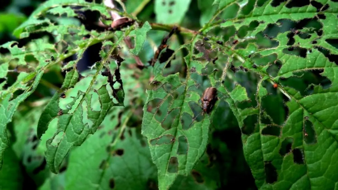 Schneeballblattkäfer beim Reifungsfraß. Foto: Klaus Margraf