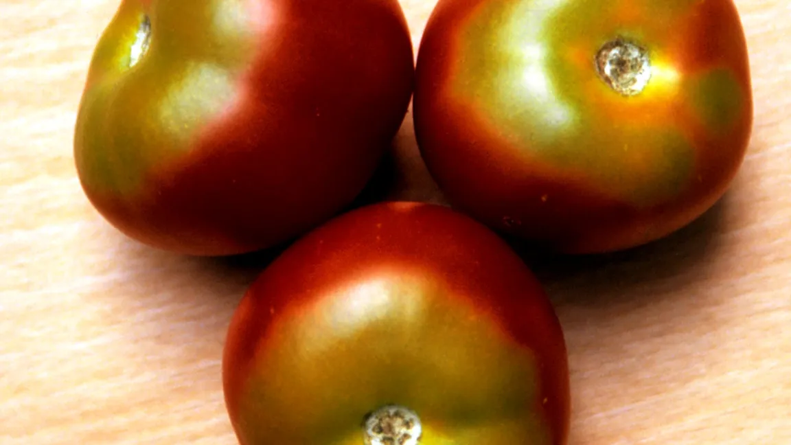 Grünkragen an Tomate. Foto: Klaus Margraf