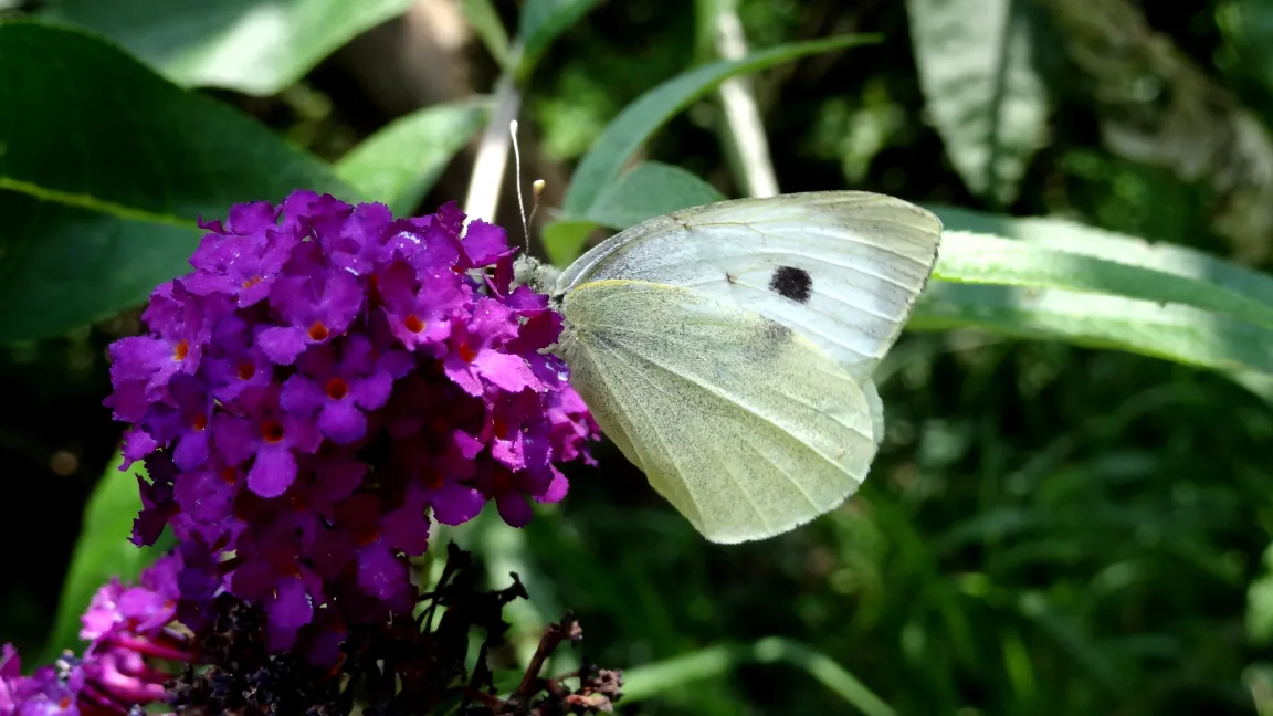 Der Kohlweißling ist zwar ein hübscher Schmetterling, ... Foto: Klaus Margraf