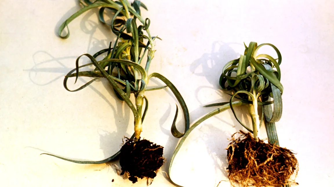 Nelken - gesunde und von Wurzelgallenälchen befallene Pflanze. Foto: Klaus Margraf