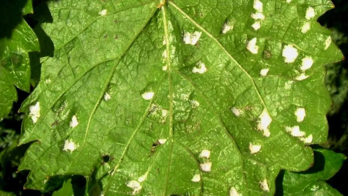 Rebenpockenmilbenschäden an der Blattunterseite. Foto: Klaus Margraf