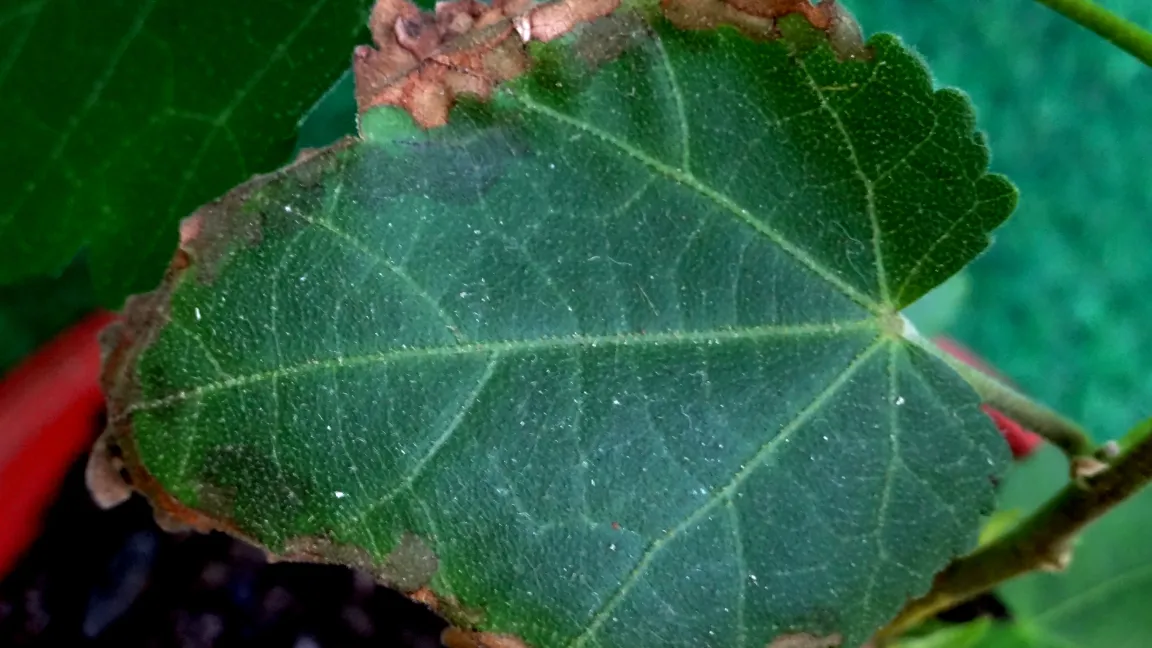 Schadbild durch Überdüngung (zu hohe Salzkonzentration) bei Abutilon. Foto: Klaus Margraf