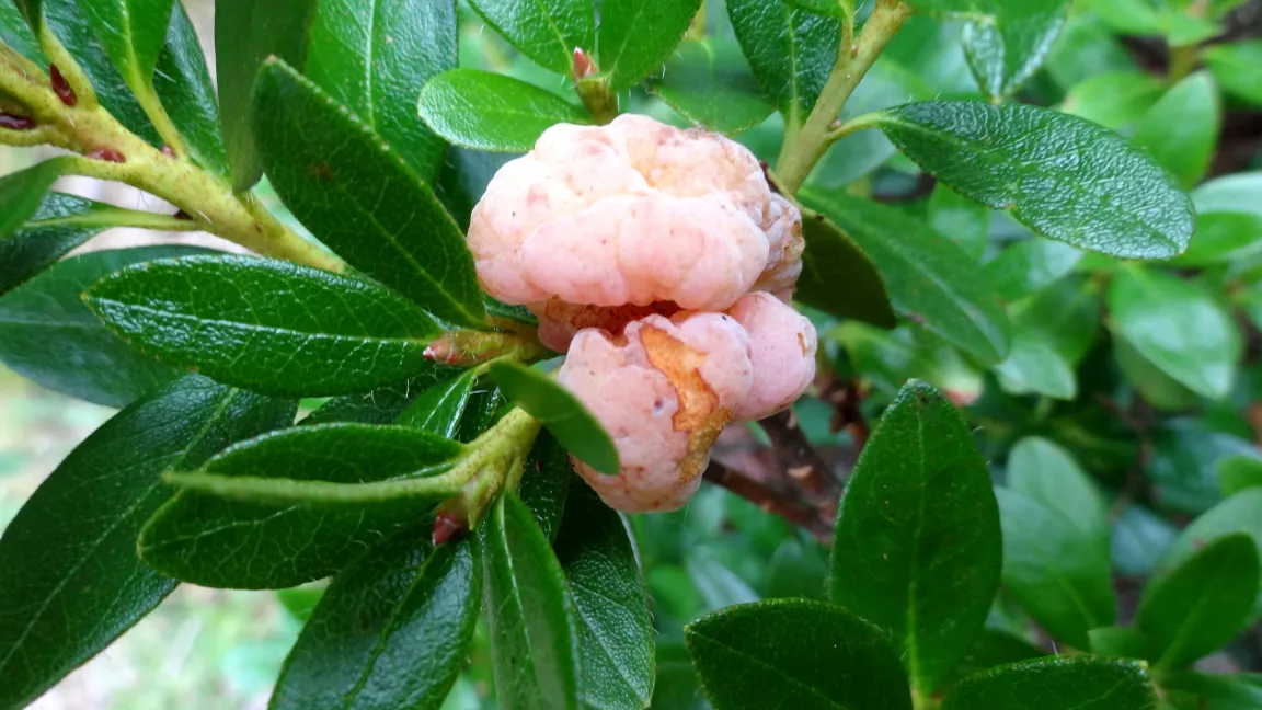 Gallen der Ohrläppchenkrankheit am Rhododendron. Foto: Klaus Margraf