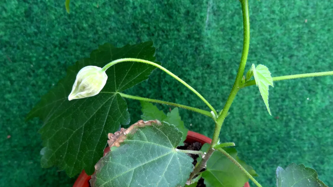 Nach Umtopfen in neue Erde erholt sich die Pflanze wieder. Foto: Klaus Margraf