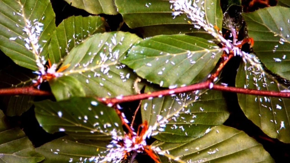 Starker Befall mit der Buchenblattlaus. Foto: Klaus Margraf