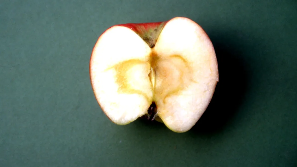 Beim Aufschneiden ist das Fruchtfleisch zumeist um das Kerngehäuse wässrig oder glasig durchscheinend. Betroffene Früchte sind schwerer als gesunde, weil die Zellzwischenräume mit Wasser gefüllt sind. Foto: Klaus Margraf