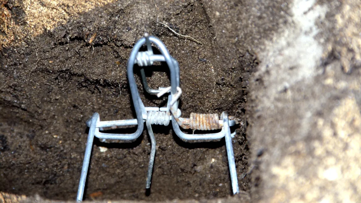 Mühlmausfalle im geöffneten Gang. Foto: Klaus Margraf