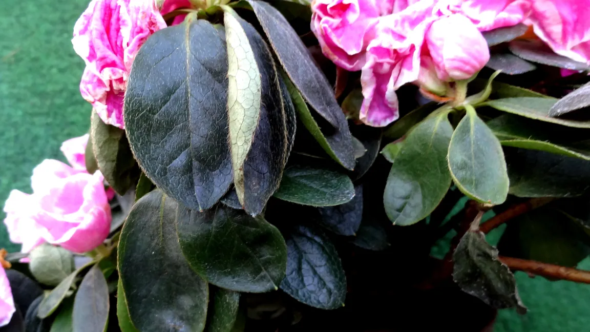 Beginnendes Einrollen der Blätter durch Wassermangel. Foto: Klaus Margraf