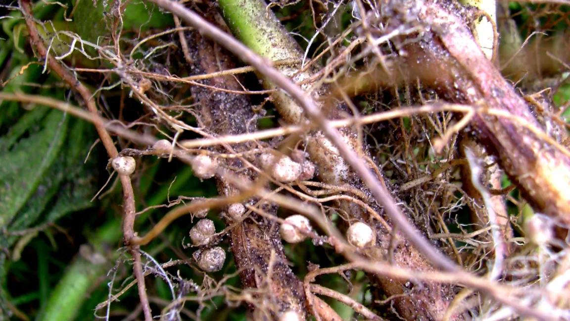 Knöllchenbakterien an den Wurzeln von Schmetterlingsblütlern. Foto: Klaus Margraf