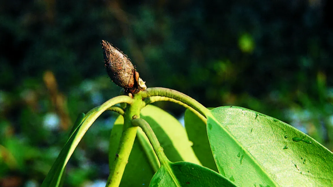 Pycnostysanus-Knospenfäule am Rhododendron. Foto: Klaus Margraf