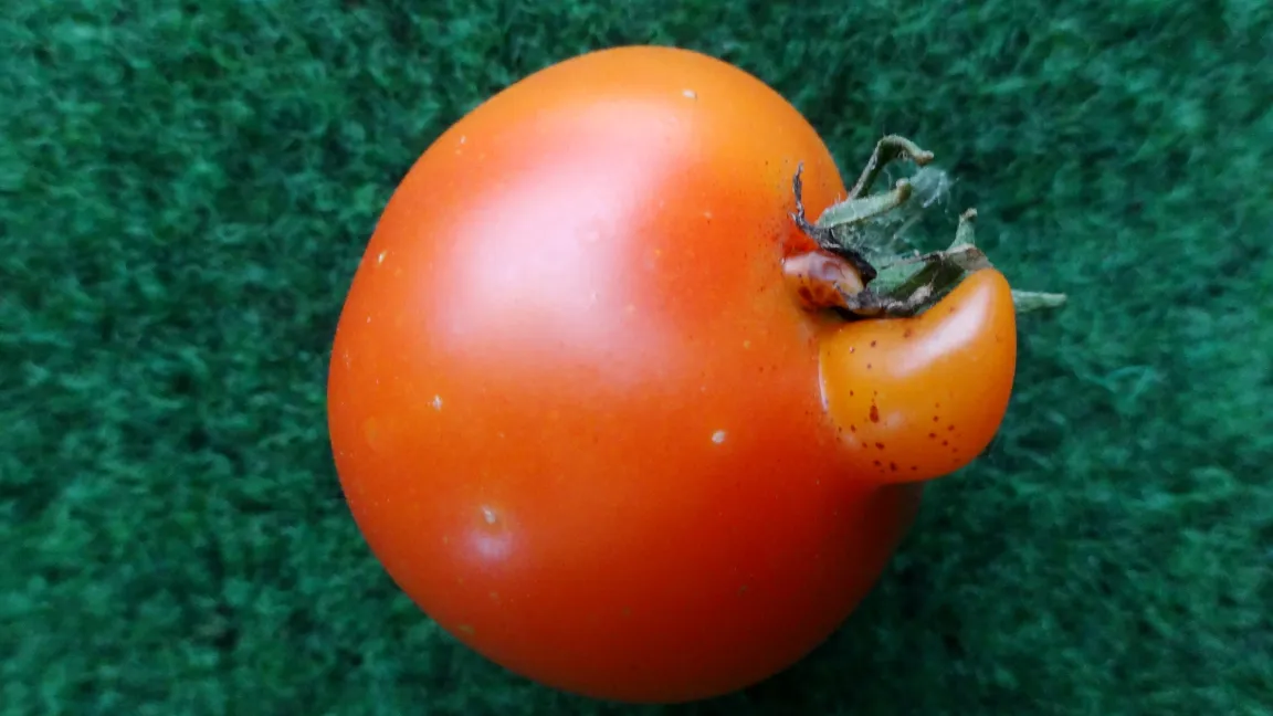 Tomate mit Nase. Foto: Klaus Margraf