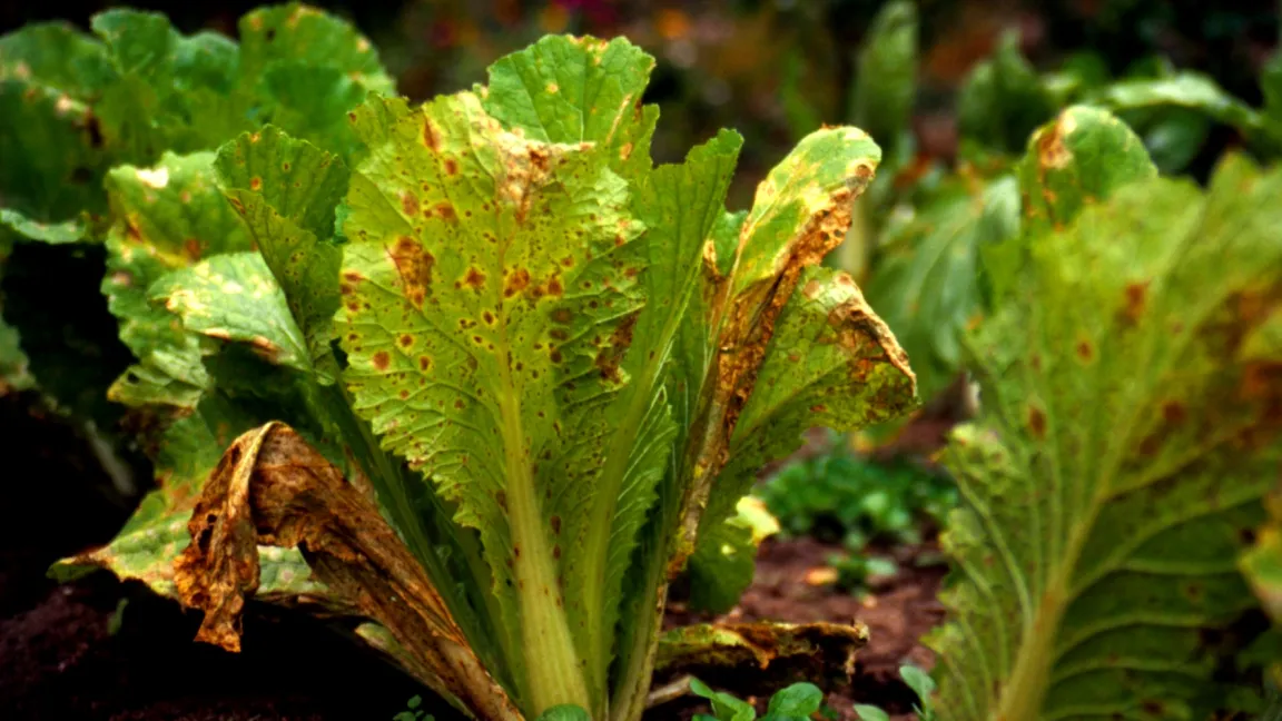 Alternaria an Chinakohl durch richtiges Gießen vermeiden. Foto: Klaus Margraf