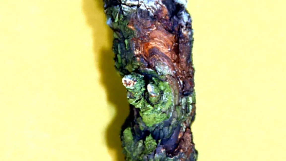 Apfelzweig mit starkem Krebsschaden muss herausgeschnitten werden. Foto: Klaus Margraf