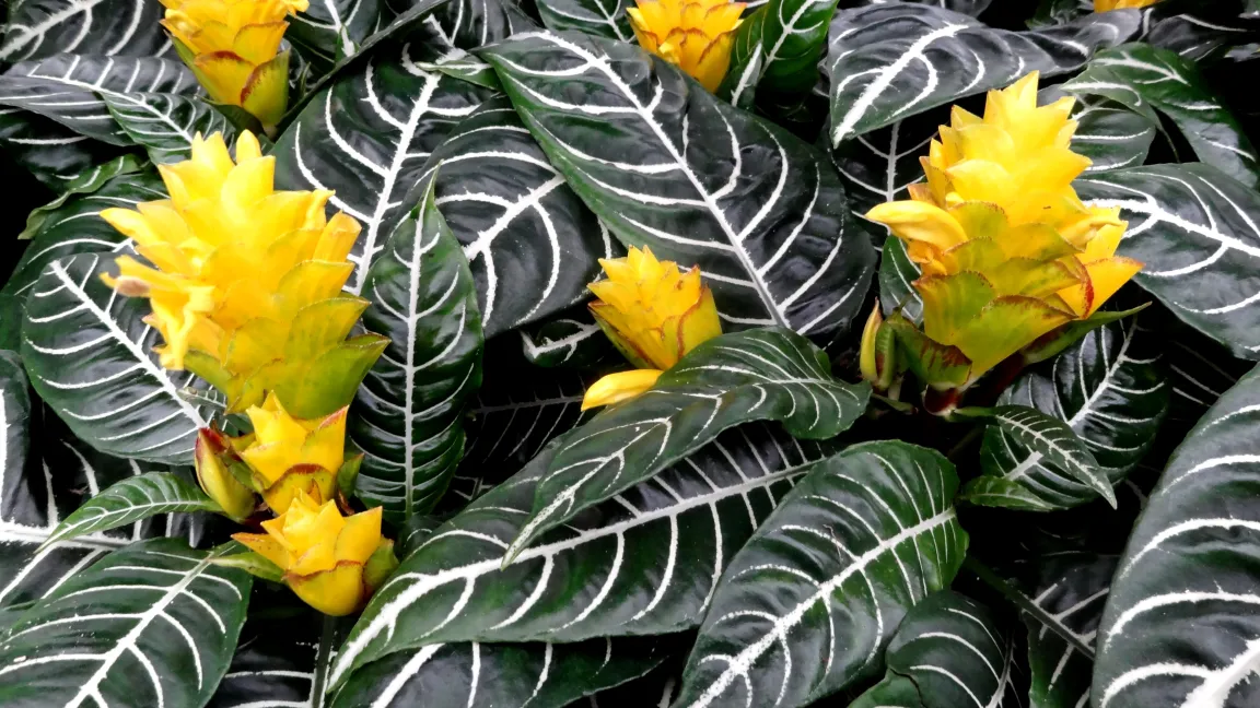 Aphelandra können durch Weichhautmilben geschädigt werden. Foto: Klaus Margraf