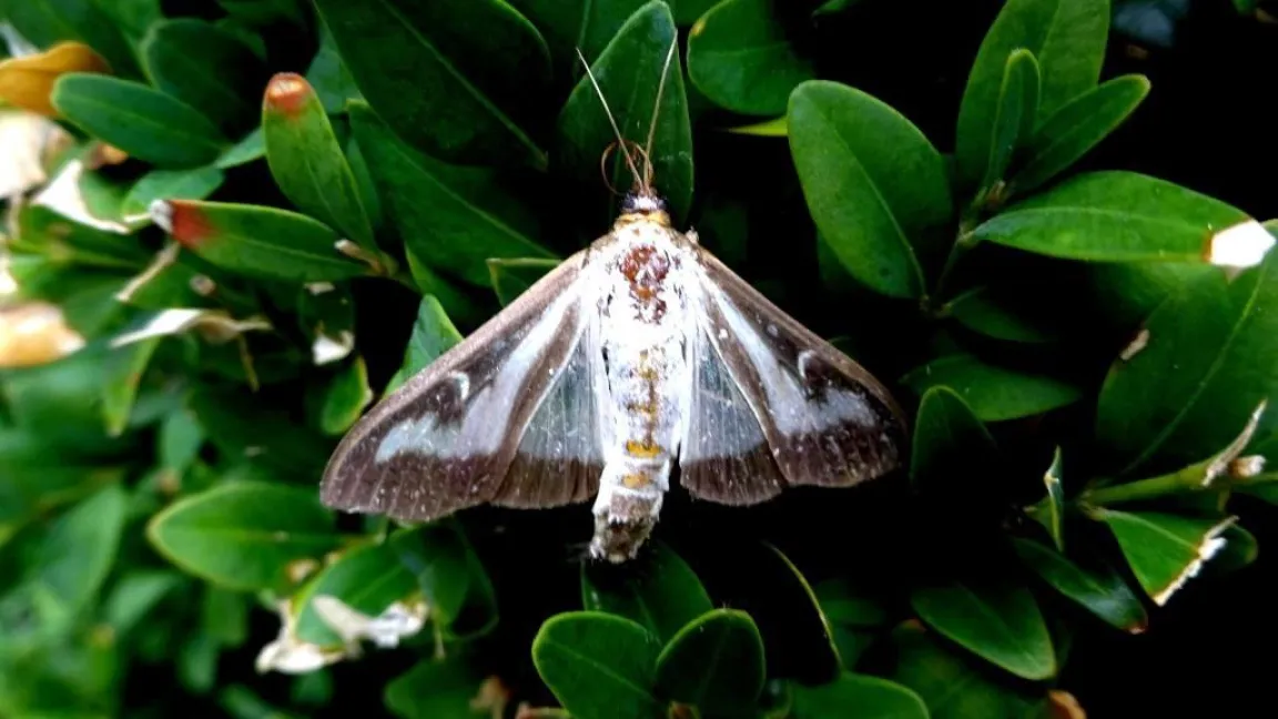 Buchsbaumzünsler-Falter. Foto: Klaus Margraf