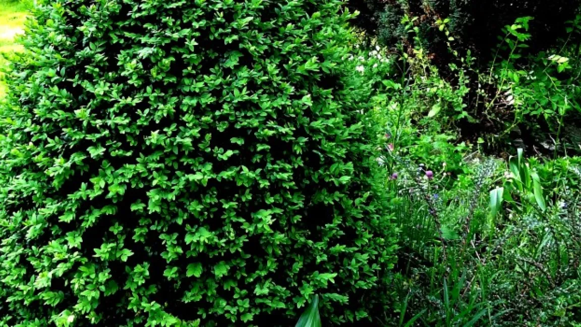 Der Buchsbaum als Gestaltungselement. Foto: Klaus Margraf