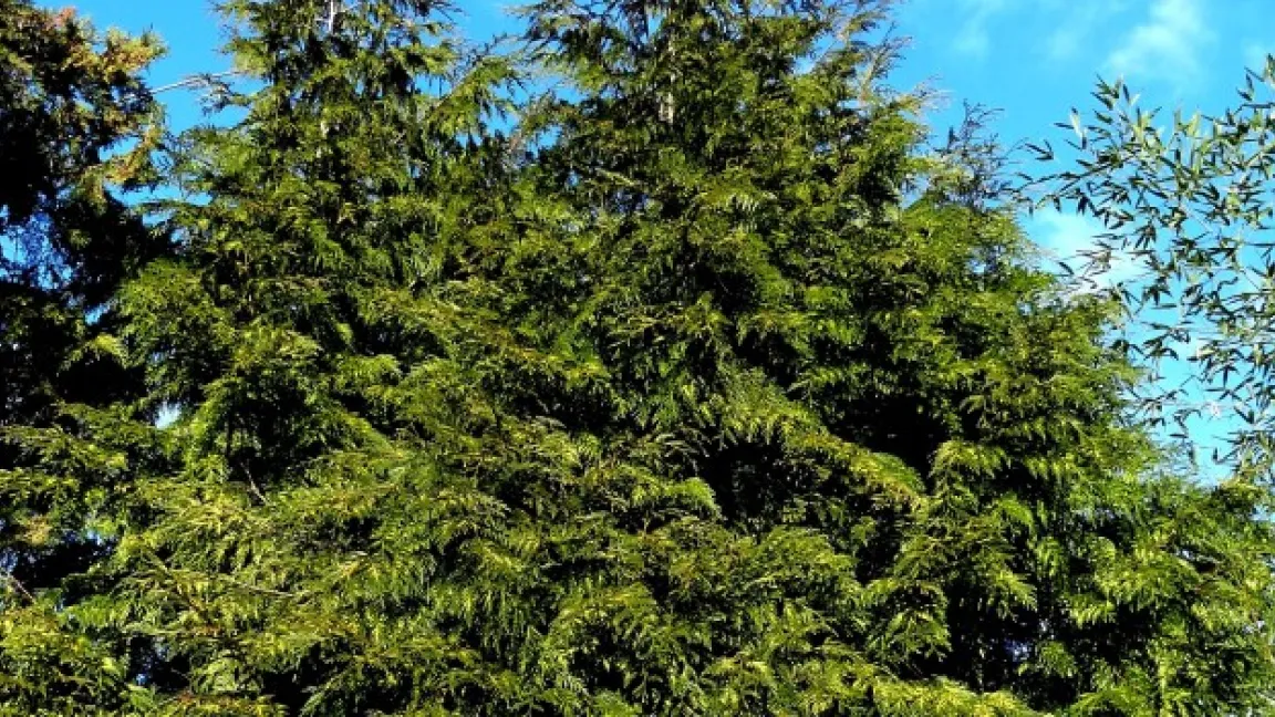 Gelbbunte Thujen sind ein Blickfang im Garten. Foto: Klaus Margraf