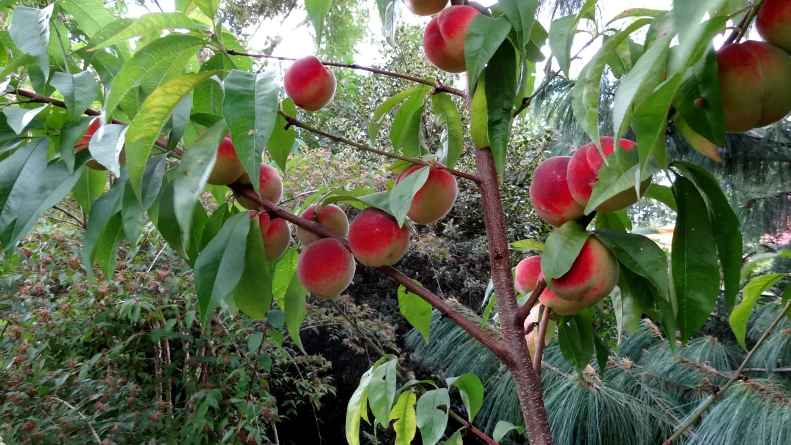 Gesunde Pfirsiche durch optimale Pflege. Foto: Klaus Margraf
