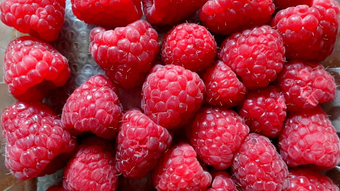 Gesunde Pflanzen - reiche Himbeerernte. Foto: Klaus Margraf