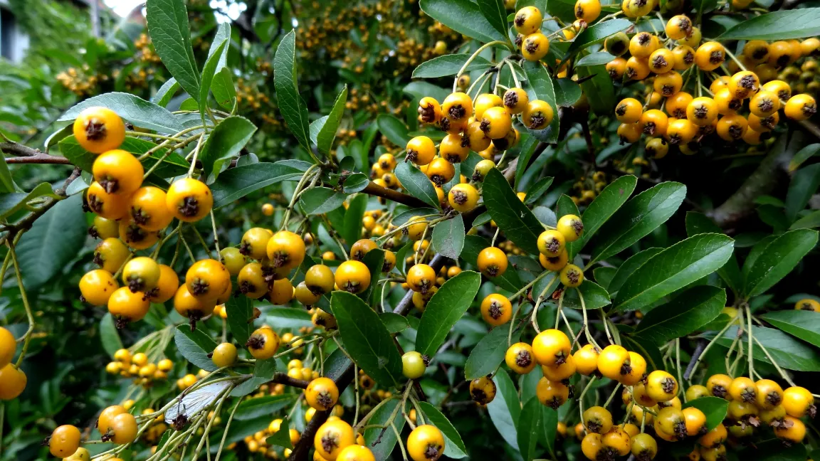 Gesunder Feuerdorn mit reichem Fruchtschmuck. Foto: Klaus Margraf