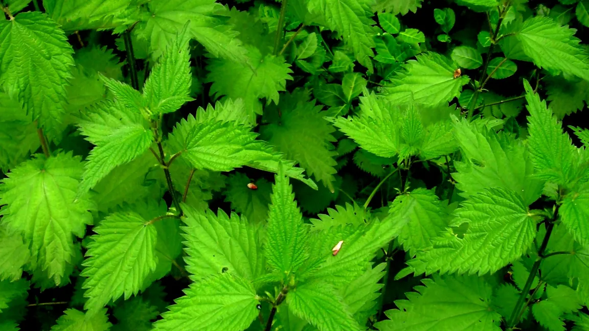 Der Frühjahrsaustrieb der Großen Brennnessel. Foto: Klaus Margraf