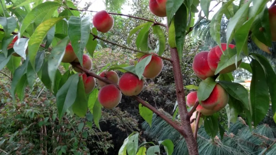 Pfirsiche gut mit Wasser und Nährstoffen versorgen - das beugt dem Platzen der Steine vor. Foto: Klaus Margraf