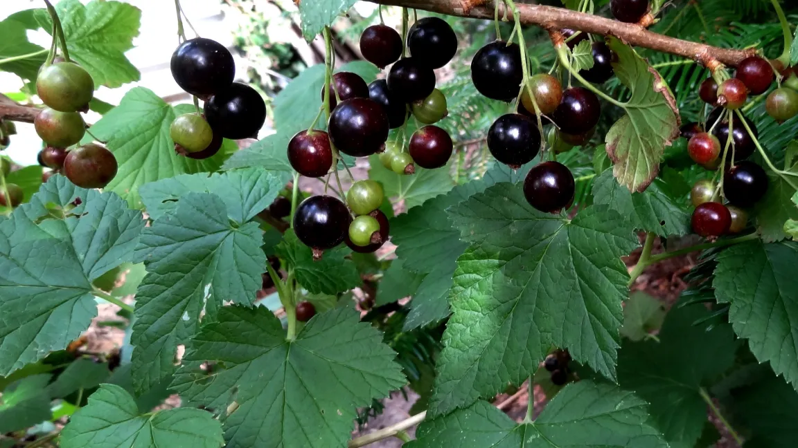 Johannisbeere "Titania" - hoch tolerant gegenüber Krankheiten. Foto: Klaus Margraf