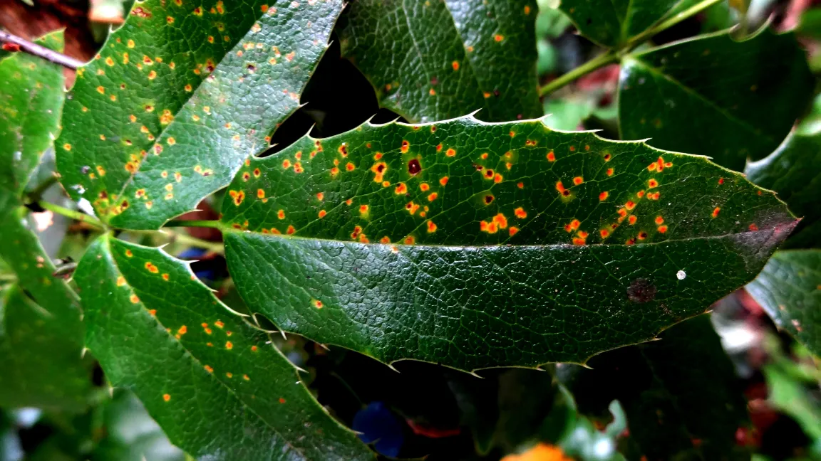 Mahonienrost (Symptome blattoberseits). Foto: Klaus Margraf