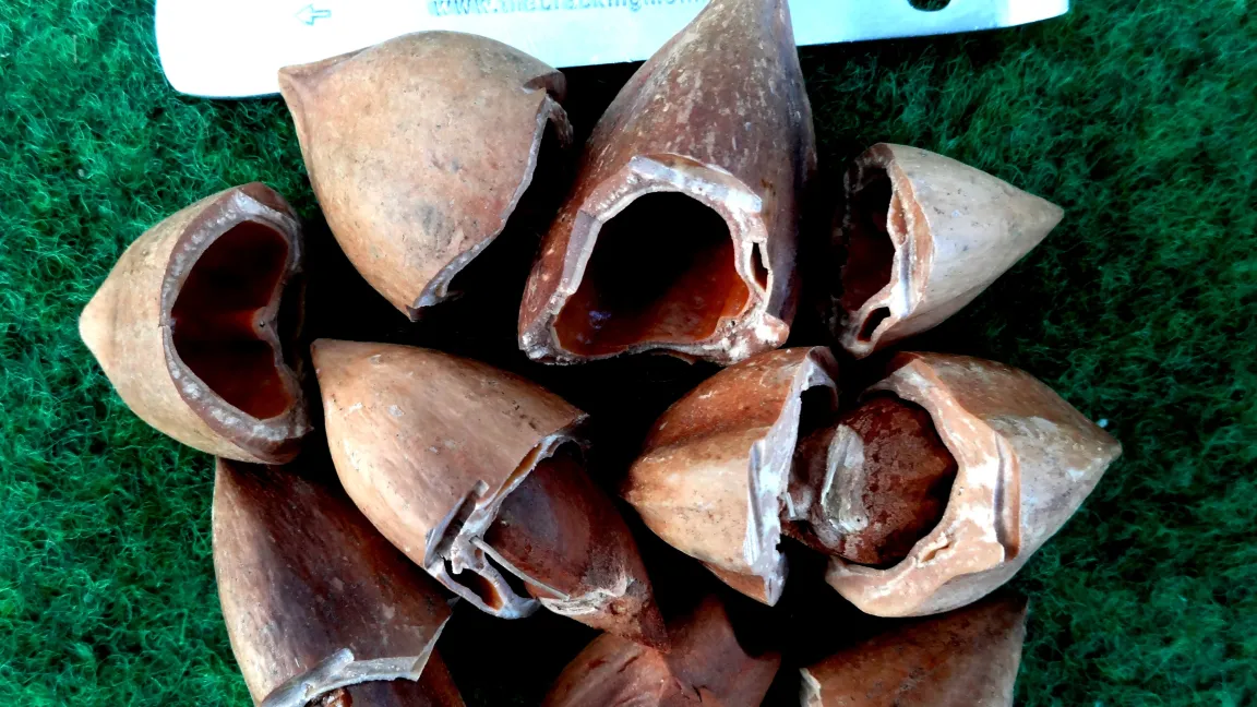 Pili-Knacker und geknackte Nüsse. Foto: Klaus Margraf