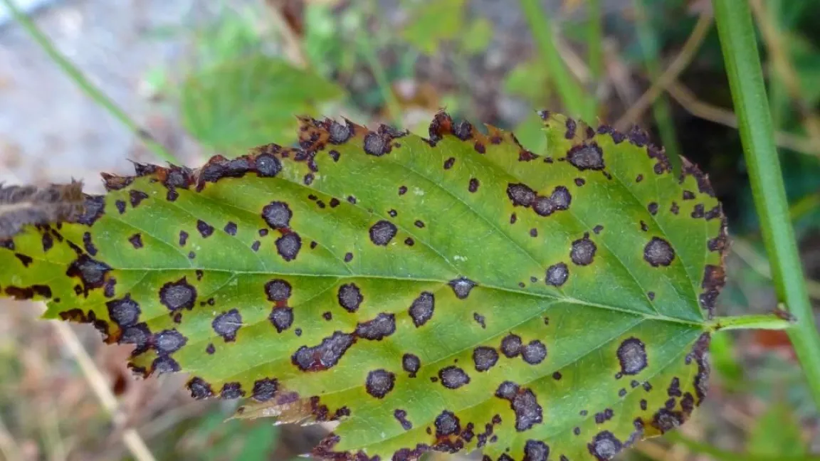 Pilzflecken auf einem Kerria-Blatt. Foto: Klaus Margraf
