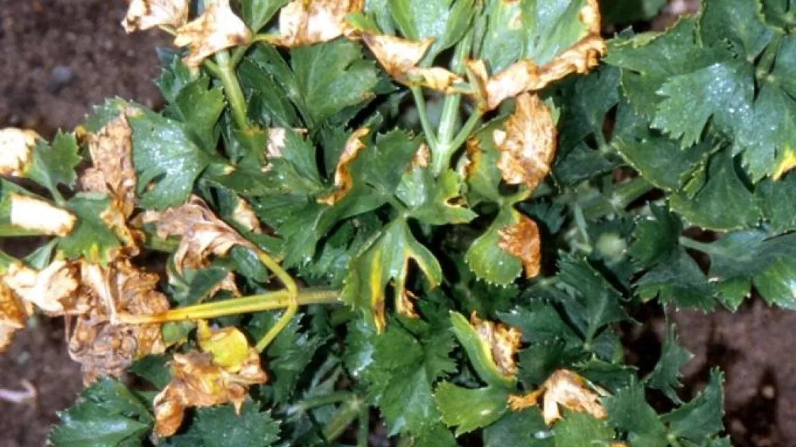 Starke Schäden durch die Selleriefliege an Sellerie. Foto: Klaus Margraf