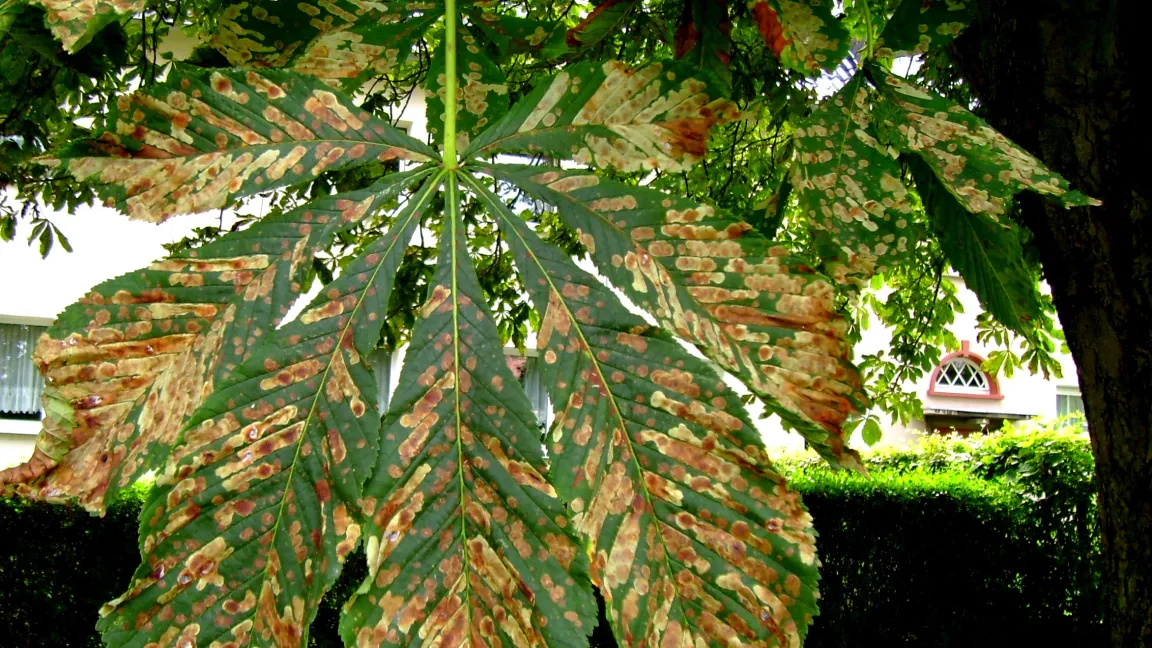 Starker Befall durch die Kastanienminiermotte. Foto: Klaus Margraf