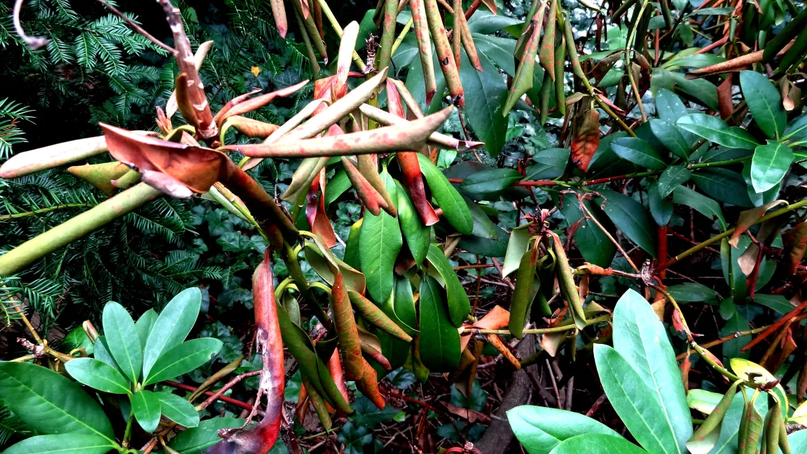 Phytophthora-Triebsterben. Foto: Klaus Margraf