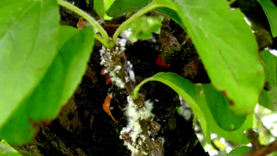 Blutläuse am Zierapfeltrieb. Foto: Klaus Margraf