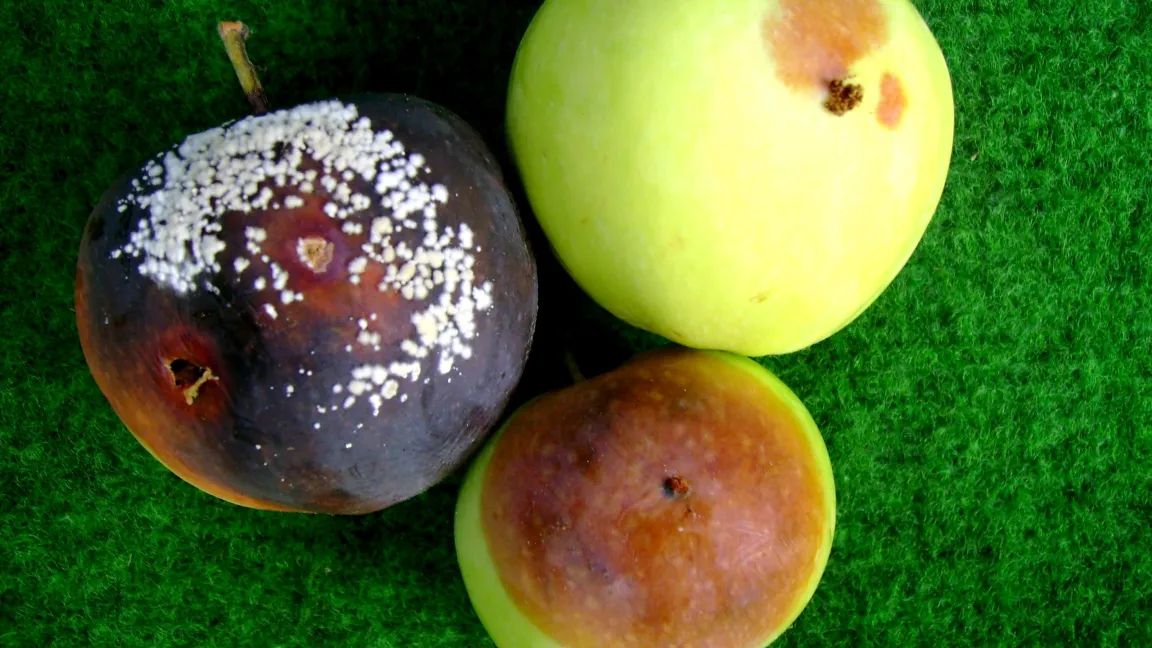Der Monilia-Erreger dringt vorrangig über Verletzungen in die Frucht ein. Foto: Klaus Margraf
