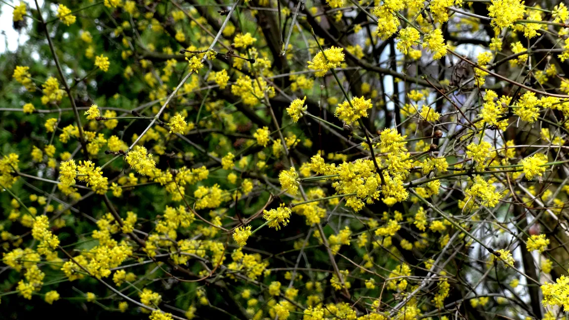 Die Kornelkirsche ist nicht nur ein attraktiver Frühlingsblüher, ihre Früchte sind auch als Wildobst begehrt. Foto: Klaus Margraf