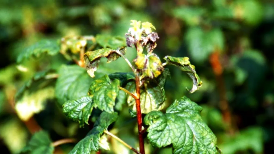 Durch Amerikanischen Stachelbeermehltau geschädigter Johannisbeertrieb. Foto: Klaus Margraf.