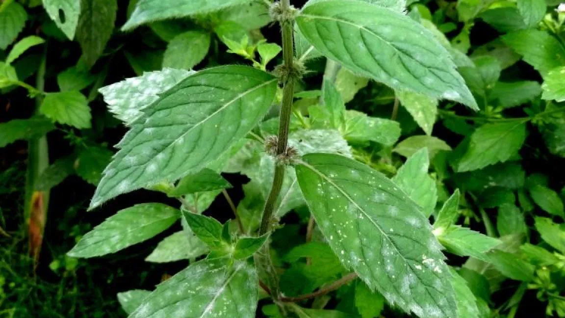 Echter Mehltau an Pfefferminze. Foto: Klaus Margraf