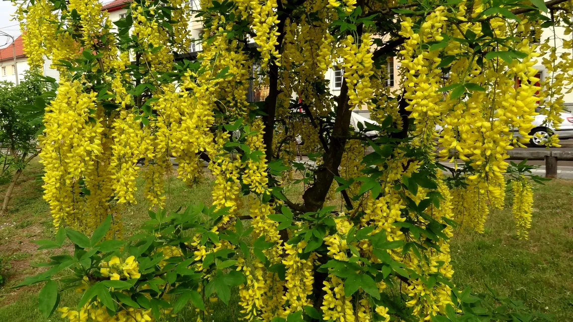 Goldregen ist im Frühjahr ein Hingucker. Foto: Klaus Margraf