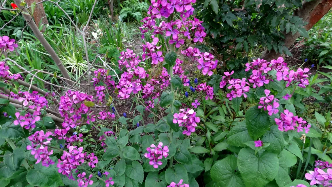 Im Frühjahr blühende Mondviolen. Foto: Klaus Margraf