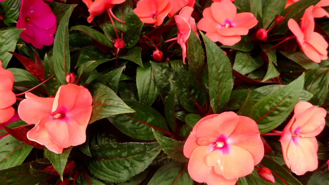 Impatiens-Hybriden werden leicht eine Beute von Spinnmilben. Foto: Klaus Margraf