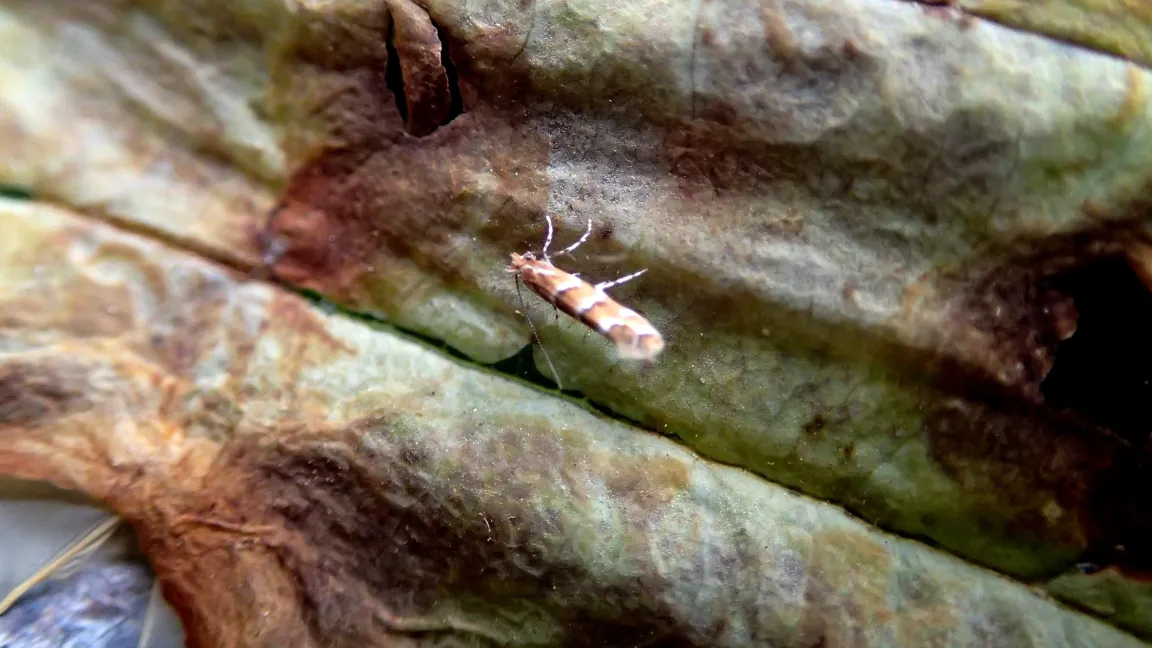 Kastanienminiermotte auf dem Blatt und eine aus der Mine herausragende Puppe. Foto: Klaus Margraf