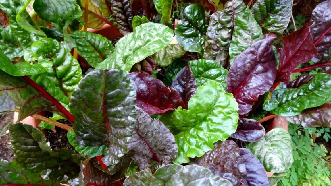 Mangold eignet sich gut zum Überwintern. Foto: Klaus Margraf